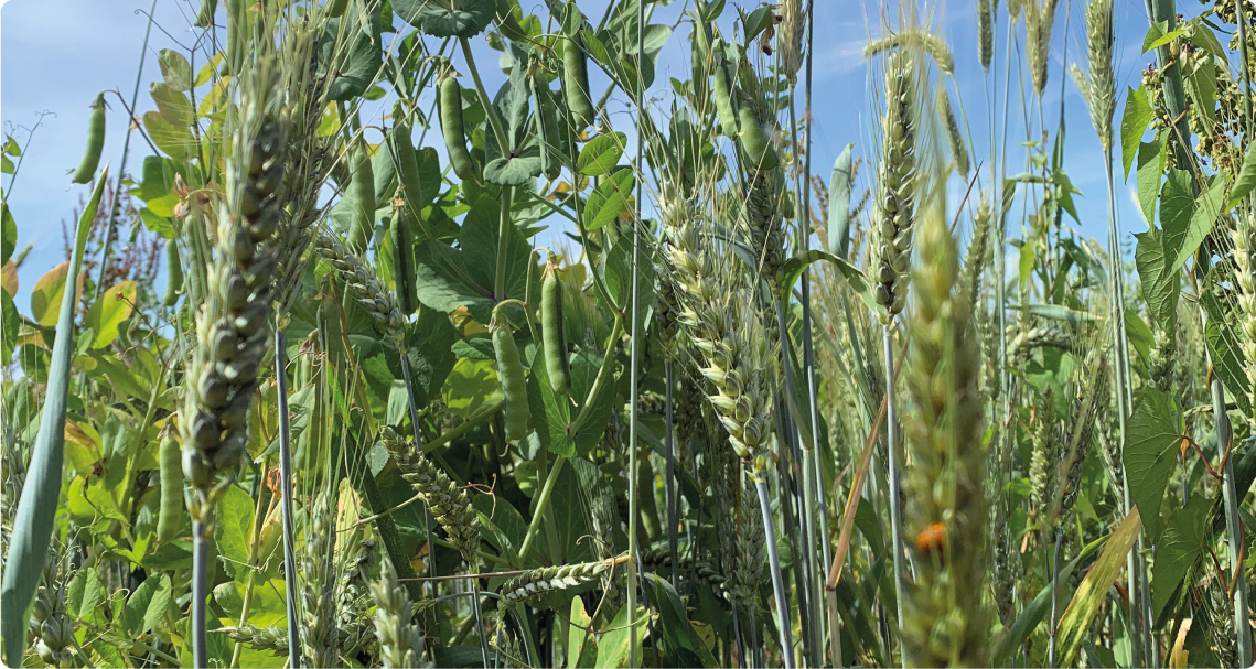 Les céréales sont produites localement sur la ferme car de cette façon, nous maîtrisons la qualité de l’aliment que nous donnons à nos volailles (pas d’OGM).