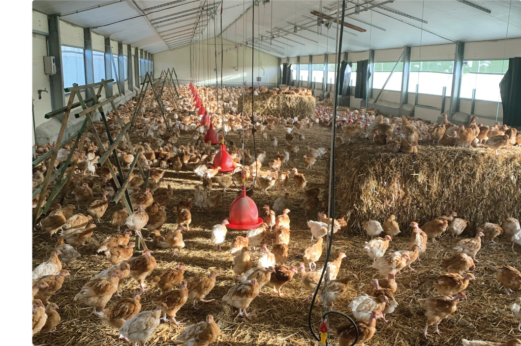 À Kerguilavant les poulets sont élevés au minimum 110 jours. Le certificat bio impose uniquement 81 jours d’élevage, nous considérons qu’à ce stade, l’animal n’est pas à maturité de sa croissance.